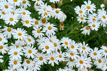 Vibrant cluster of white daisies with yellow centers.