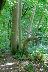 Ash and Beech in Trosley country Park