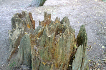 Remains of a rotting tree stump