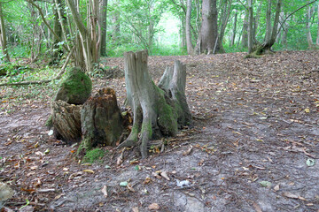 Remains of a tree stump in Trosley country park