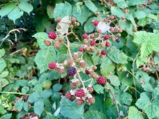 Brombeere Rubus Blackberry Hecke Dornen Stachel Beere Heilpflanze Obst Rosaceae, hedge thorns spine berry Juice fruit rosaceae Purple jam lila flower pink Marmelade jam medicinal plant Beere salad