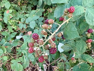 Brombeere Rubus Blackberry Hecke Dornen Stachel Beere Heilpflanze Obst Rosaceae, hedge thorns spine...