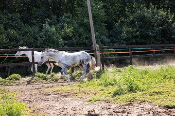 Two white horses run freely in a fenced paddock, raising dust under their hooves. The horses appear...