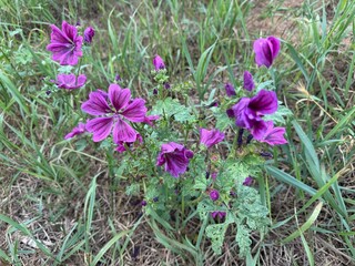 Malve Strauchmalve lila Feld Wiese Wildblume Stockrose Eibisch mallow shrub purple field meadow...