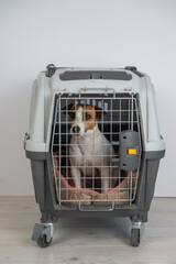 Jack Russell Terrier Dog in Pet Travel Bag. 