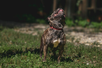 Brindle dog with red collar barking in sunlit garden