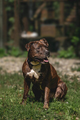 Brindle pit bull terrier sitting on grass outdoors in sunny garden