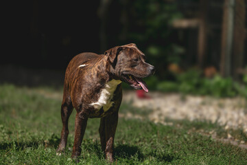 Brown and white dog standing on grass in sunlit garden