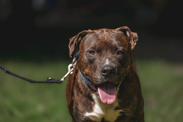 Brindle pit bull terrier on leash in sunlit park