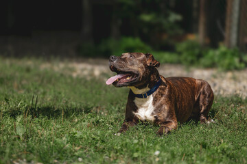 Brindle pit bull terrier relaxing on grass with blue collar in sunlit garden