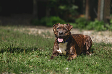 Happy brown dog relaxing on sunny grass outdoors