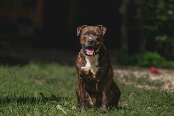 Brindle pitbull dog sitting on grass with tongue out in sunny garden