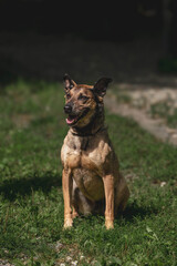 Alert belgian malinois sitting on green grass outdoors in sunlight