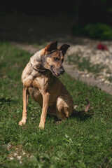 Alert german shepherd mix sitting on grass outdoors