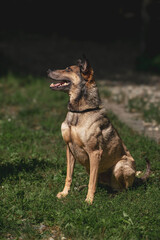 Alert german shepherd dog sitting on grass in sunlit park