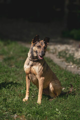 Alert dog sitting on grassy lawn in sunlight