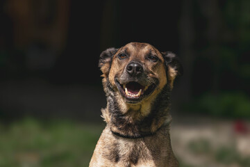Smiling happy dog in sunlit outdoor setting with greenery