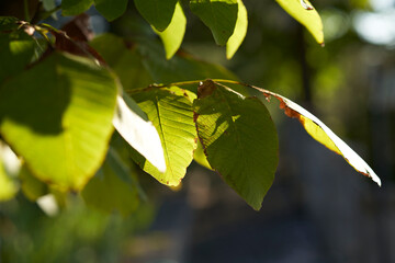 Sunlit Green Leaves Close-Up