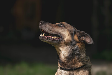 Happy german shepherd outdoors in sunlight