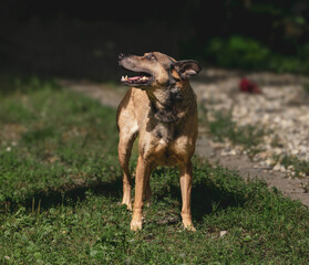 Happy dog standing on grass in sunlit yard