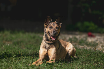 Happy brown dog relaxing on grass in sunlight