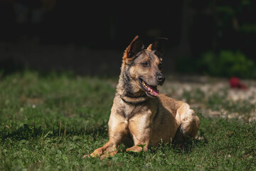 Happy brown dog relaxing in sunlit grass on a warm day