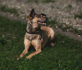 Alert german shepherd mix relaxing on green grass outdoors