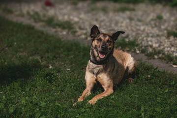 Happy dog relaxing on grass in sunny park