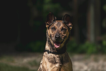 Happy german shepherd dog outdoors in green natural setting