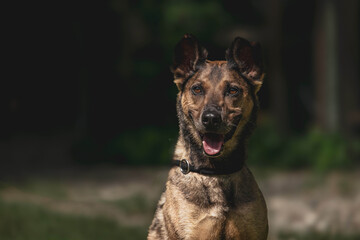 Happy brown dog with pointed ears in sunlit garden