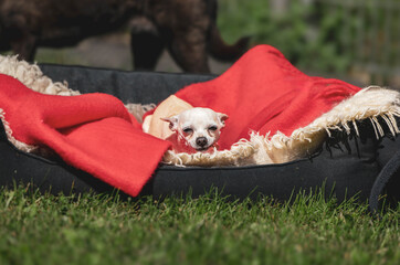 Elderly chihuahua resting comfortably in blanket on grass in an animal shelter