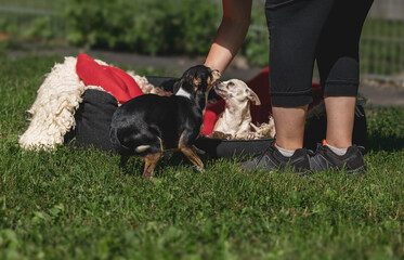 Person with two small dogs in outdoor setting on a sunny day