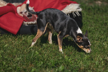 Two small dogs outdoors on green grass with red blanket