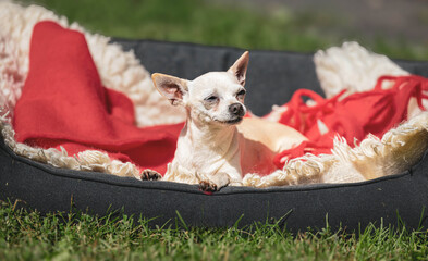Relaxed chihuahua in cozy dog bed on a sunny lawn
