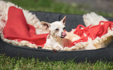 Small chihuahua relaxing in cozy outdoor bed on a sunny day