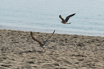 Seagulls in Flight Over Sandy Beach