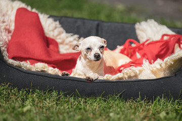 Elderly chihuahua relaxing on cozy blanket in sunny outdoor setting