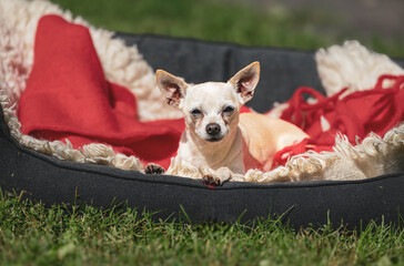 Adorable chihuahua relaxing in cozy bed on sunny day