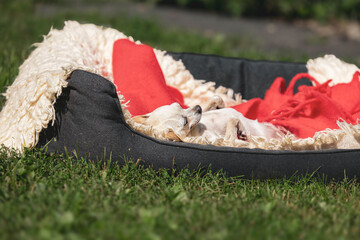 Cozy chihuahua dogs resting together in a comfy bed on grass