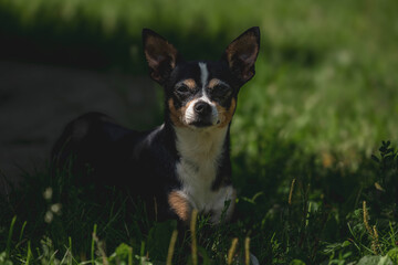 Chihuahua relaxing in the sunlit grass