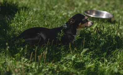 Chihuahua resting in grass with stainless steel bowl in background