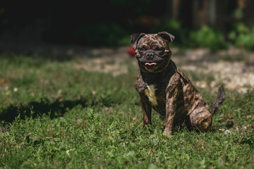 Small brindle dog sitting on grass in sunlit garden