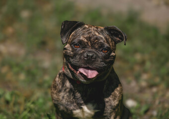 Brindle pug outdoors with grass background