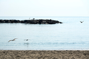 Seagulls over a serene beach