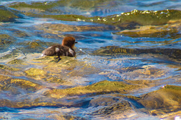 Baby Duck on Lake Tahoe