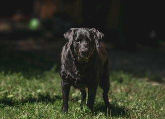 Black labrador standing on grass in sunlit garden
