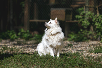 White fluffy dog sitting outdoors on grass in sunlight