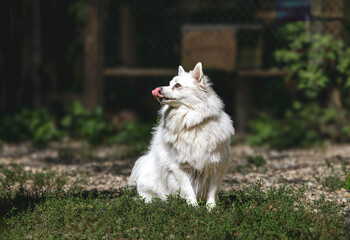 White arctic wolf sitting in forested area with soft sunlight