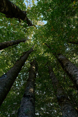 Fototapeta premium Tall trees reaching for the sky.