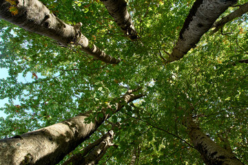 Upward view of lush green trees